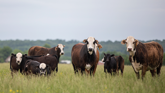 Cattle in field